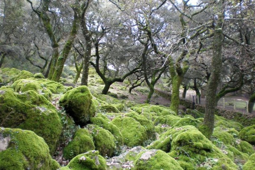 Área recreativa Los Llanos del Campo Wikipicnik Tus zonas de Picnic
